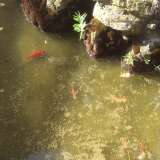 Nella vasca della fontana ci sono pesciolini che nuotano nell'acqua sporca 